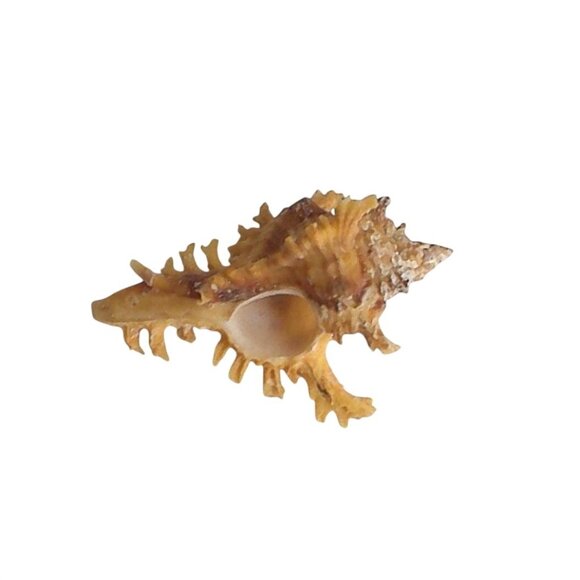 Rare Murex Crocatus Reeve Shell Natural Specimen GEM - Picture 4 of 4